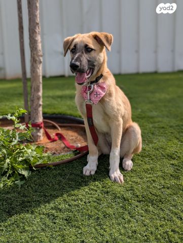 תמונת מודעה - חיות מחמד