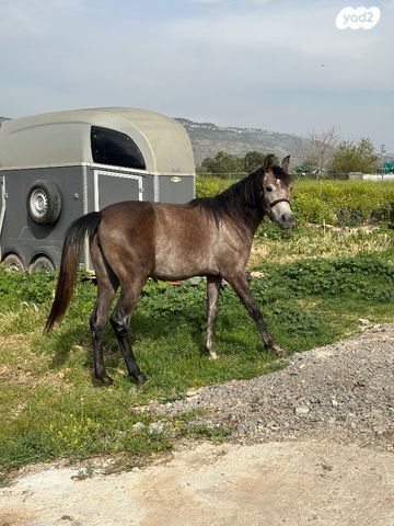 תמונת מודעה - חיות מחמד