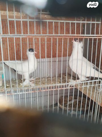 תמונת מודעה - חיות מחמד