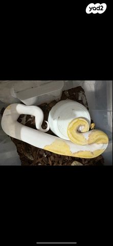 תמונת מודעה - חיות מחמד