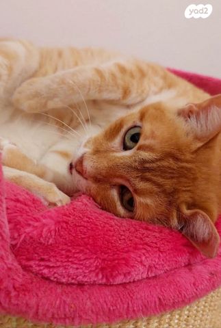 תמונת מודעה - חיות מחמד