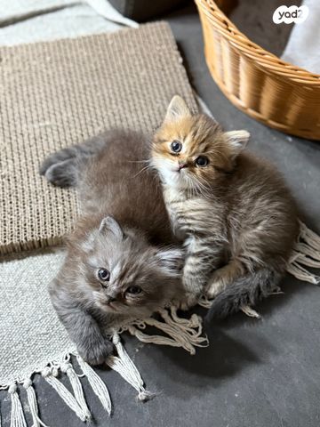 תמונת מודעה - חיות מחמד