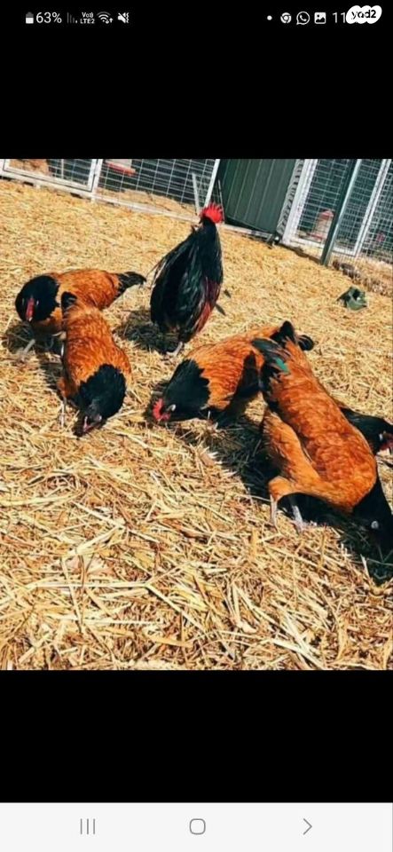 תמונת מודעה - חיות מחמד