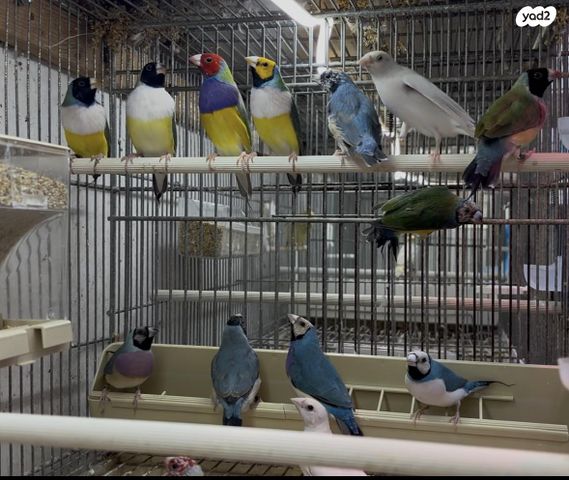 תמונת מודעה - חיות מחמד