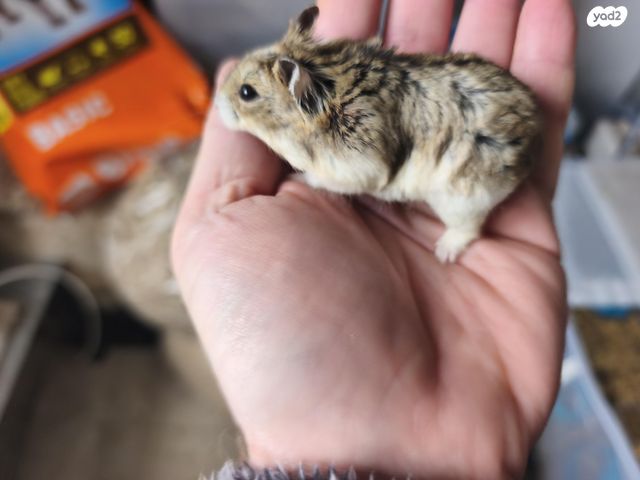 תמונת מודעה - חיות מחמד