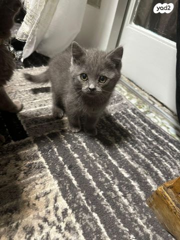 תמונת מודעה - חיות מחמד