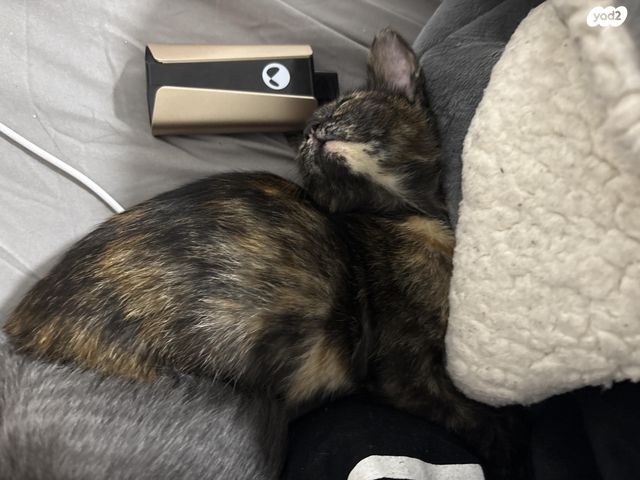 תמונת מודעה - חיות מחמד