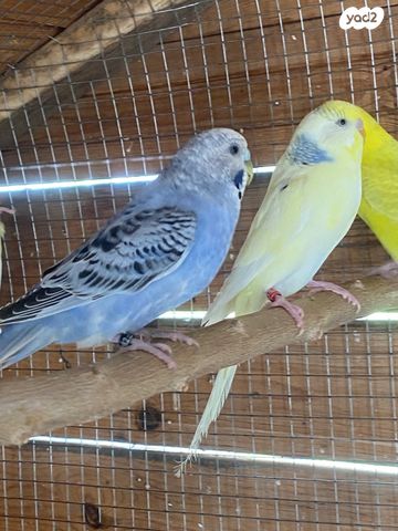 תמונת מודעה - חיות מחמד