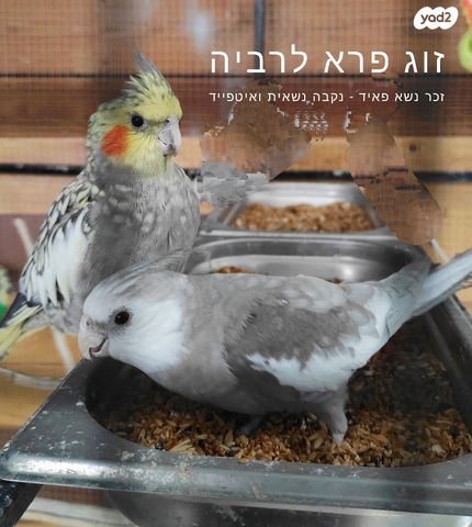 תמונת מודעה - חיות מחמד