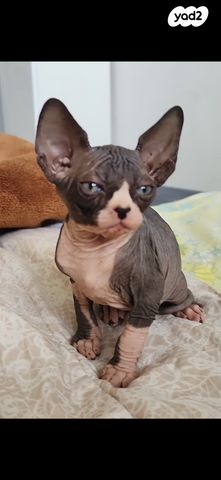 תמונת מודעה - חיות מחמד