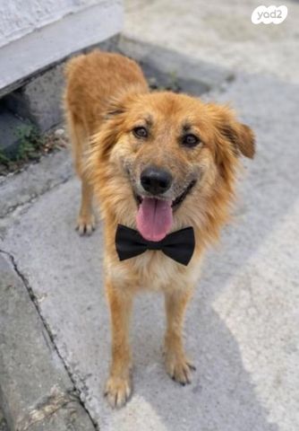 תמונת מודעה - חיות מחמד