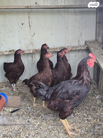 תמונת מודעה - חיות מחמד