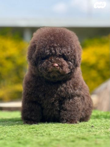 תמונת מודעה - חיות מחמד