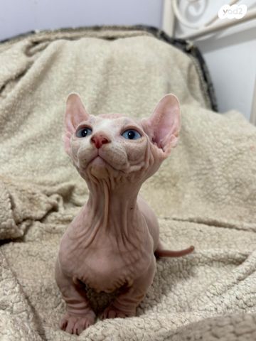 תמונת מודעה - חיות מחמד