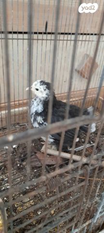 תמונת מודעה - חיות מחמד