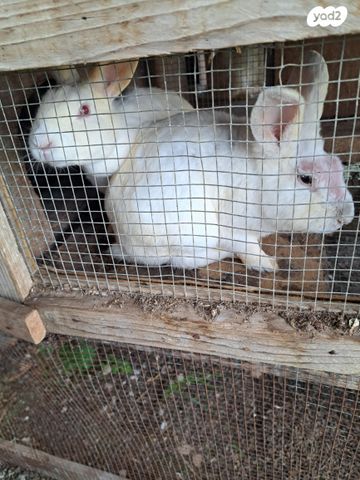 תמונת מודעה - חיות מחמד