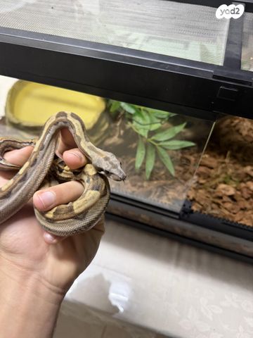 תמונת מודעה - חיות מחמד