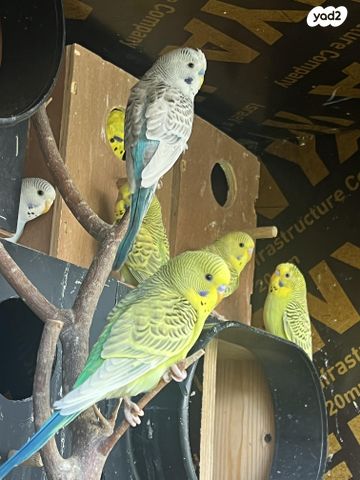 תמונת מודעה - חיות מחמד