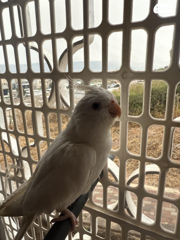 תמונת מודעה - חיות מחמד