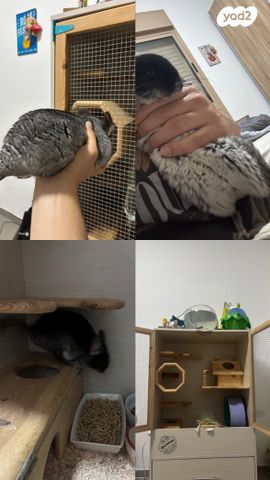 תמונת מודעה - חיות מחמד