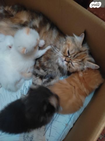 תמונת מודעה - חיות מחמד