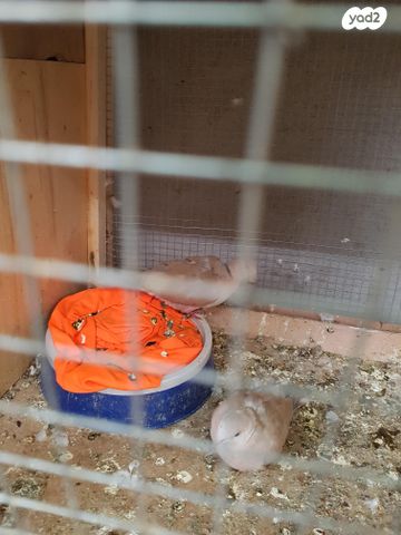 תמונת מודעה - חיות מחמד