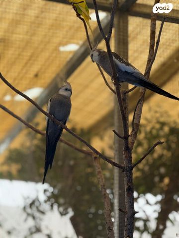 תמונת מודעה - חיות מחמד