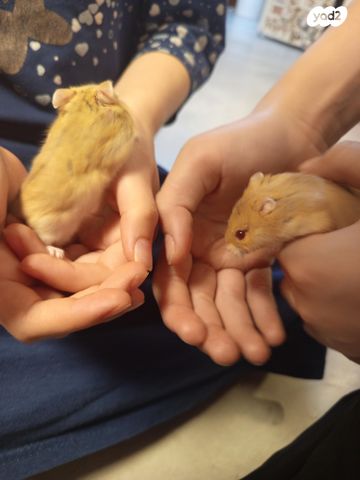 תמונת מודעה - חיות מחמד