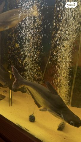 תמונת מודעה - חיות מחמד