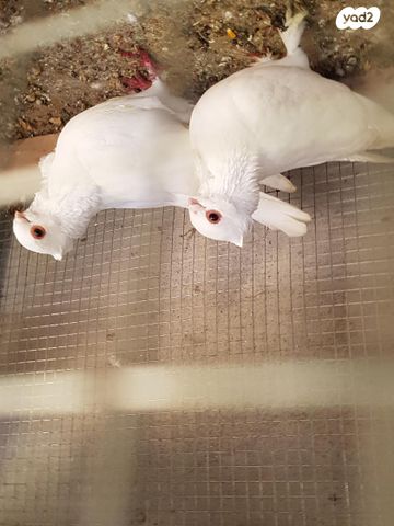 תמונת מודעה - חיות מחמד