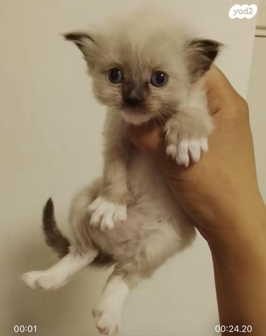 תמונת מודעה - חיות מחמד