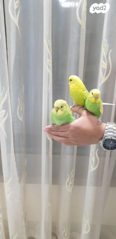 תמונת מודעה - חיות מחמד