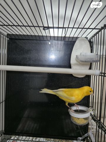 תמונת מודעה - חיות מחמד