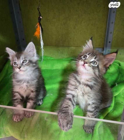 תמונת מודעה - חיות מחמד