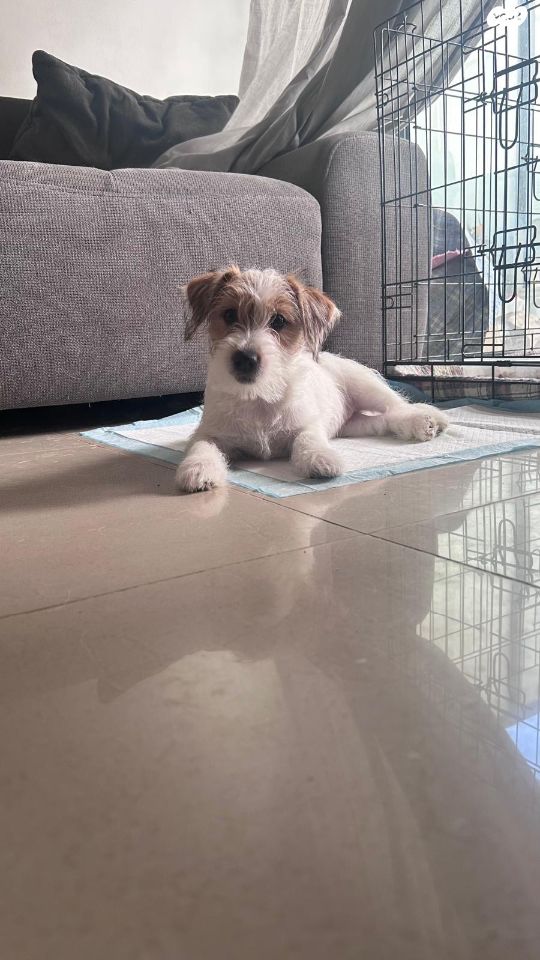 תמונת מודעה - חיות מחמד