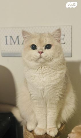 תמונת מודעה - חיות מחמד