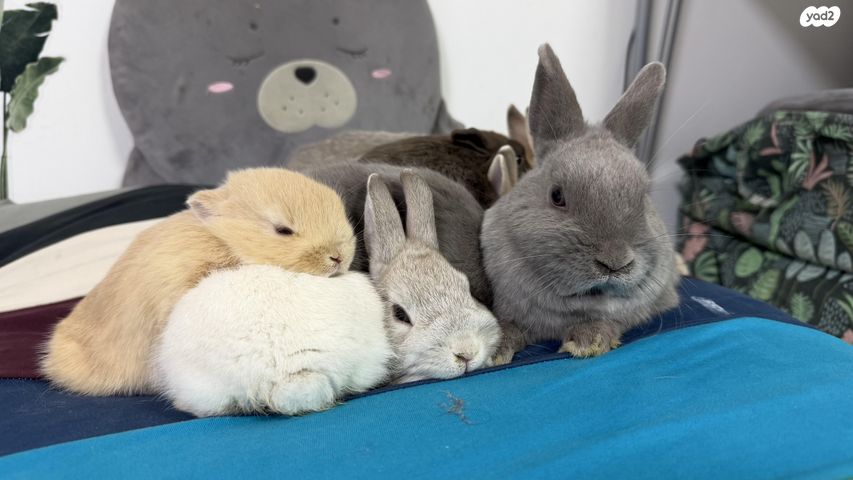 תמונת מודעה - חיות מחמד