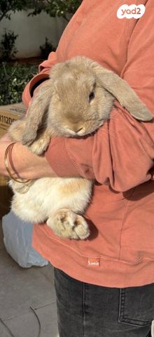 תמונת מודעה - חיות מחמד