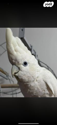 תמונת מודעה - חיות מחמד