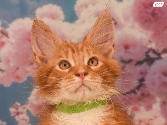 תמונת מודעה - חיות מחמד