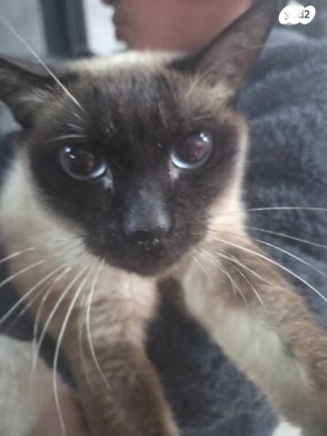 תמונת מודעה - חיות מחמד