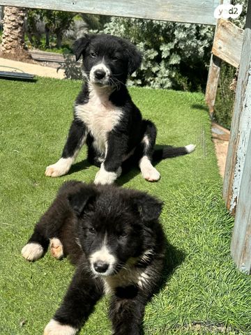 תמונת מודעה - חיות מחמד