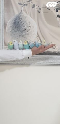 תמונת מודעה - חיות מחמד