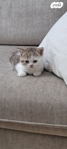 תמונת מודעה - חיות מחמד