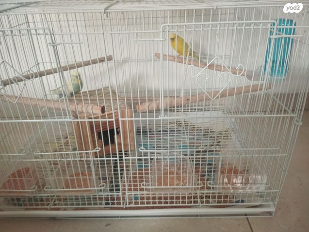 תמונת מודעה - חיות מחמד