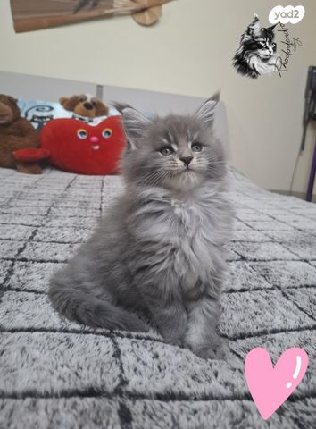 תמונת מודעה - חיות מחמד