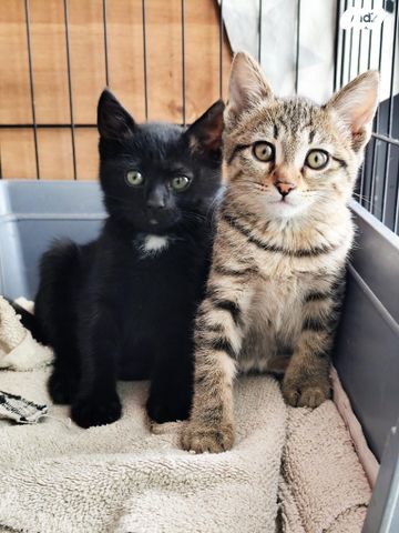 תמונת מודעה - חיות מחמד