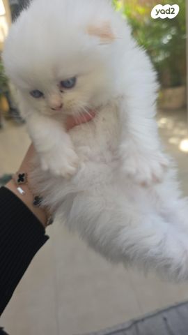 תמונת מודעה - חיות מחמד