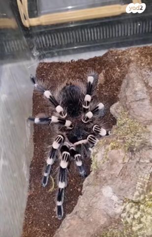 תמונת מודעה - חיות מחמד