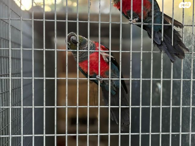 תמונת מודעה - חיות מחמד